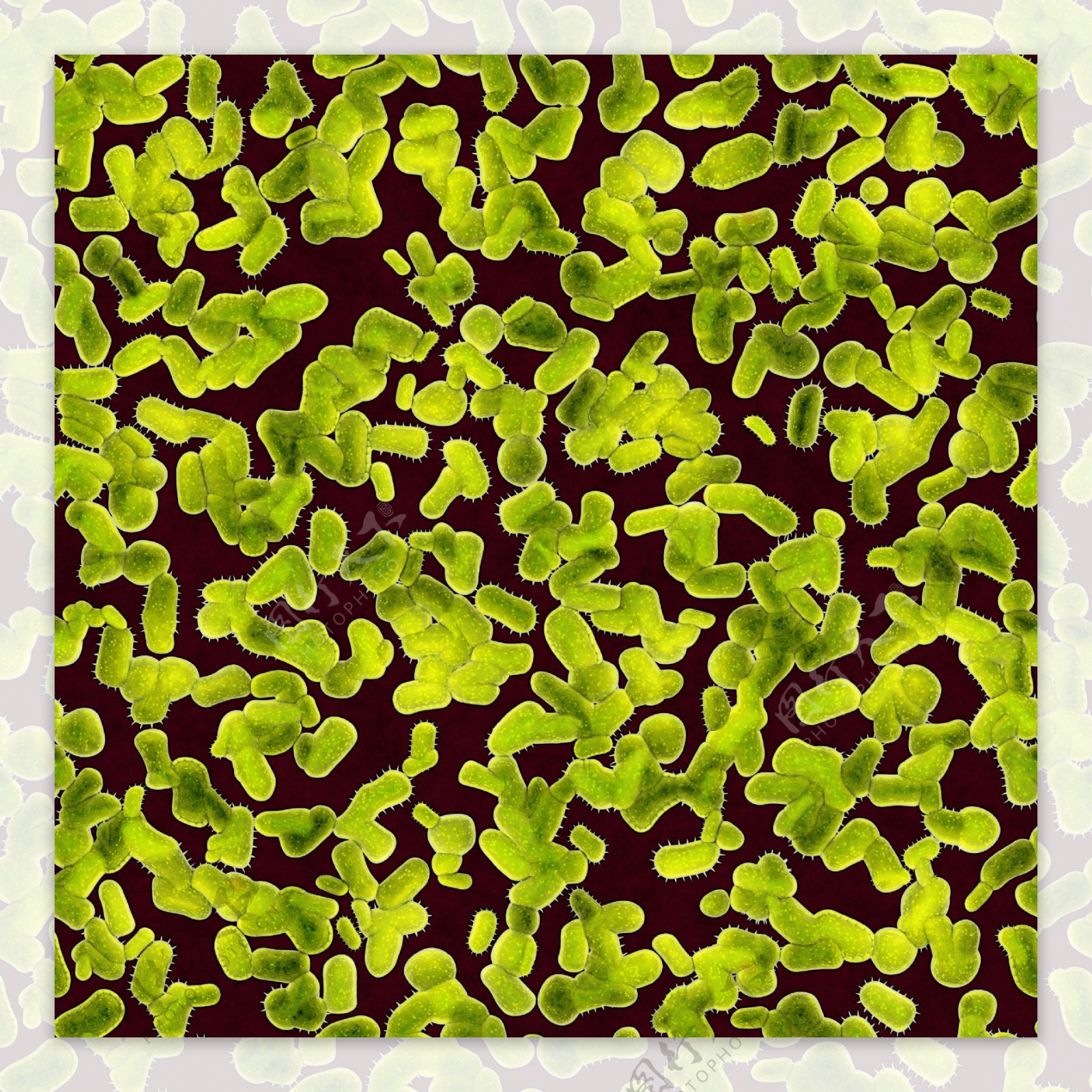 绿色颗粒状微生物图片