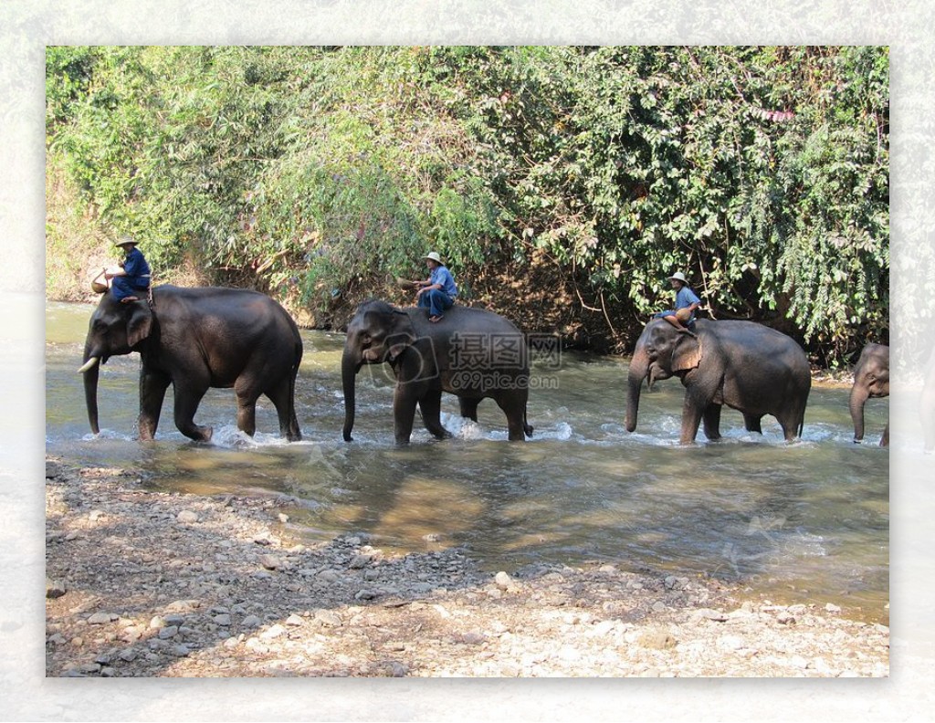 淌过河水的大象