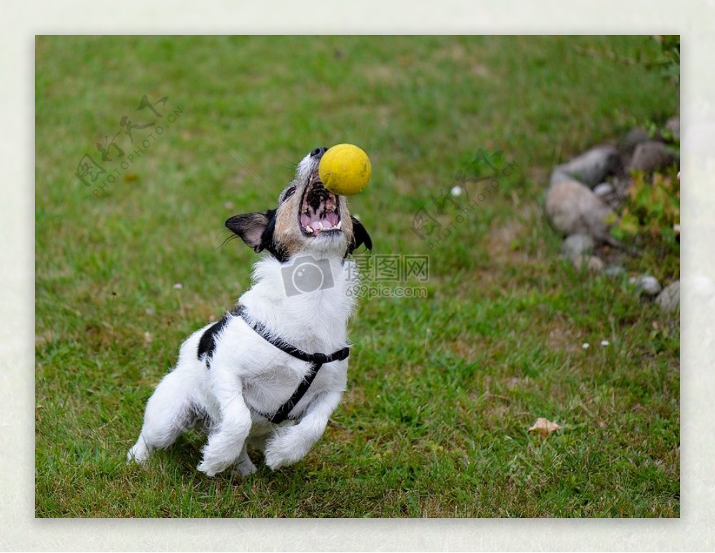 正在玩球的小狗