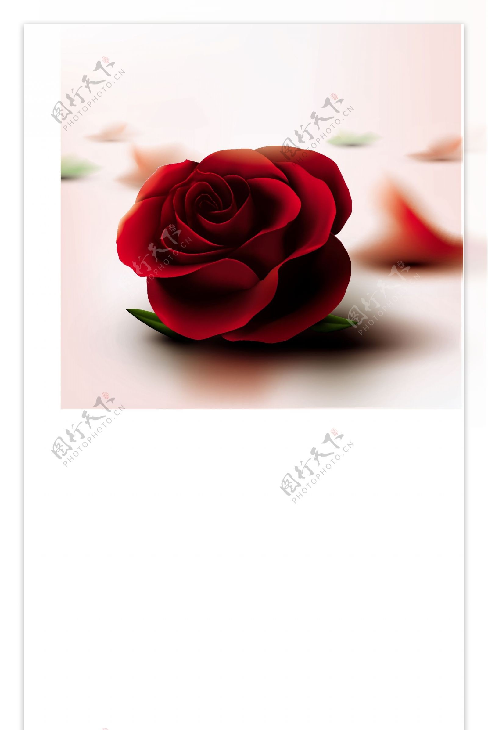 单朵质感红玫瑰花矢量素材