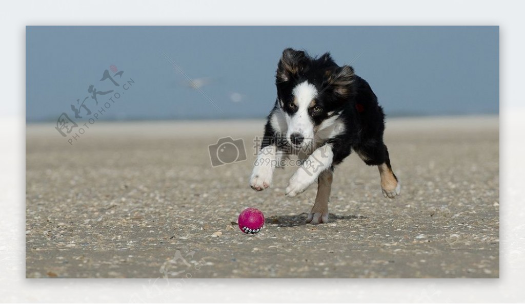 海滩上玩耍的狗狗