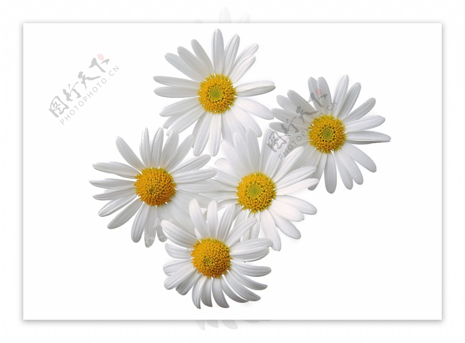 花朵抠图白底图小雏菊白色花朵