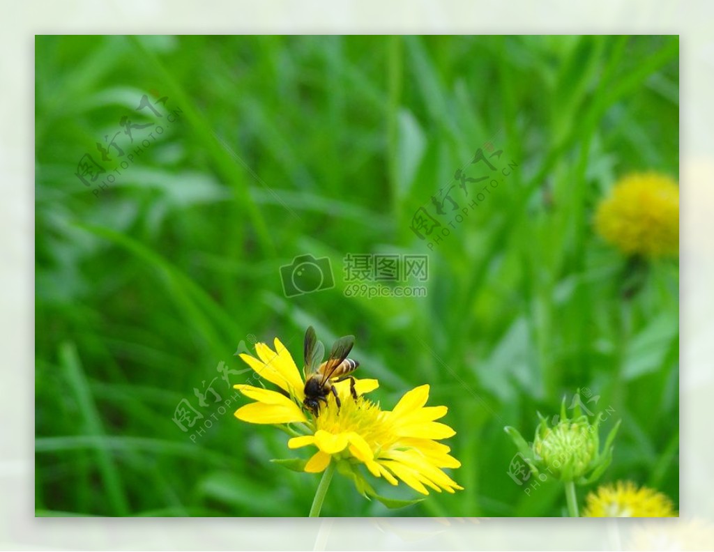 黄花上的黄蜂