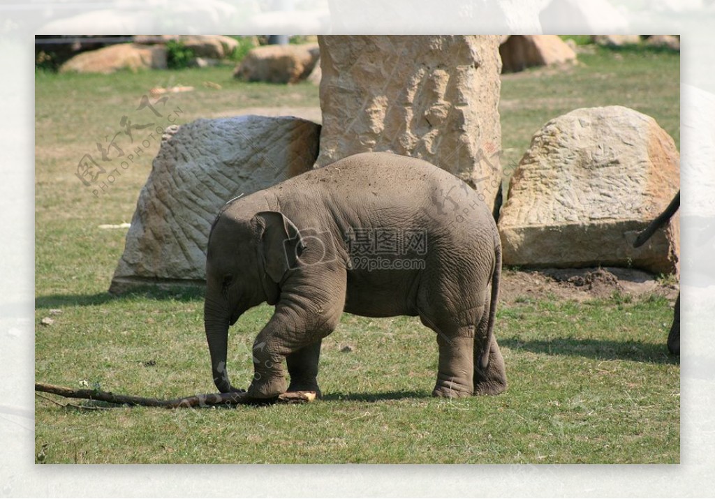 行走在草地上的大象