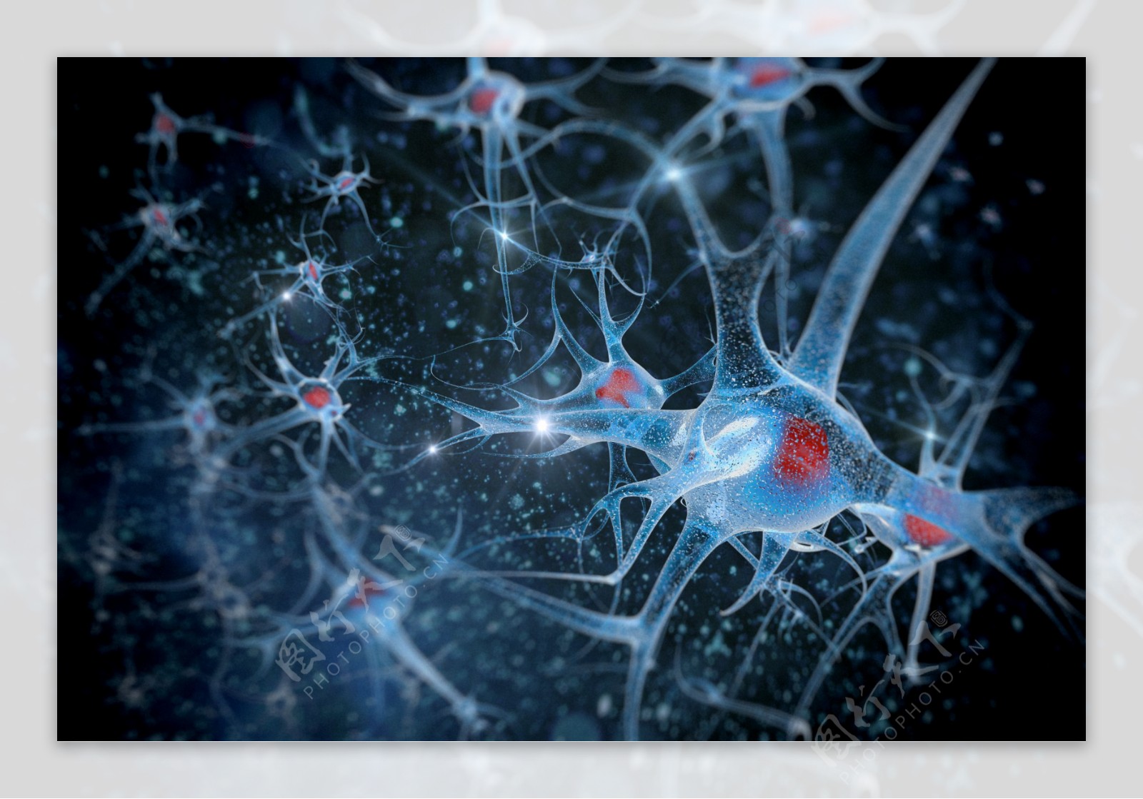 神经元细胞图片