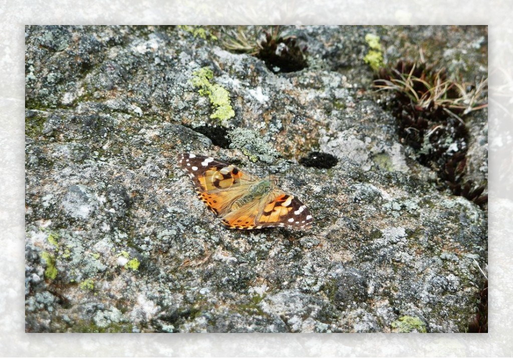 石头上的花蝴蝶