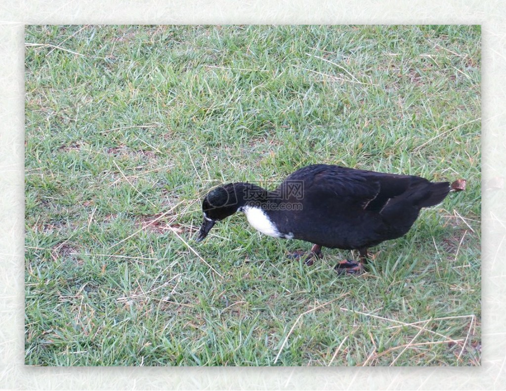 草地上的小黑鸭