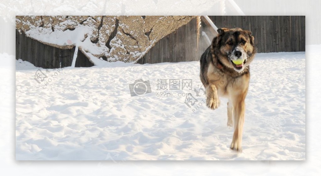 奔跑在雪地的狗狗