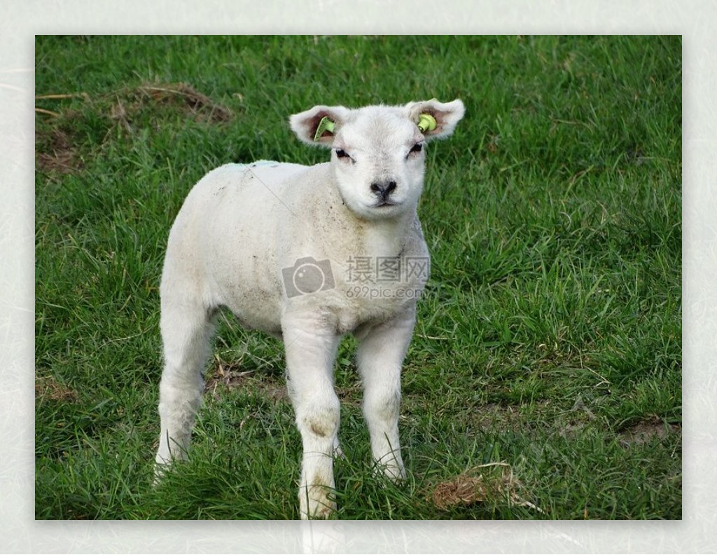 草坪上的小羊羔