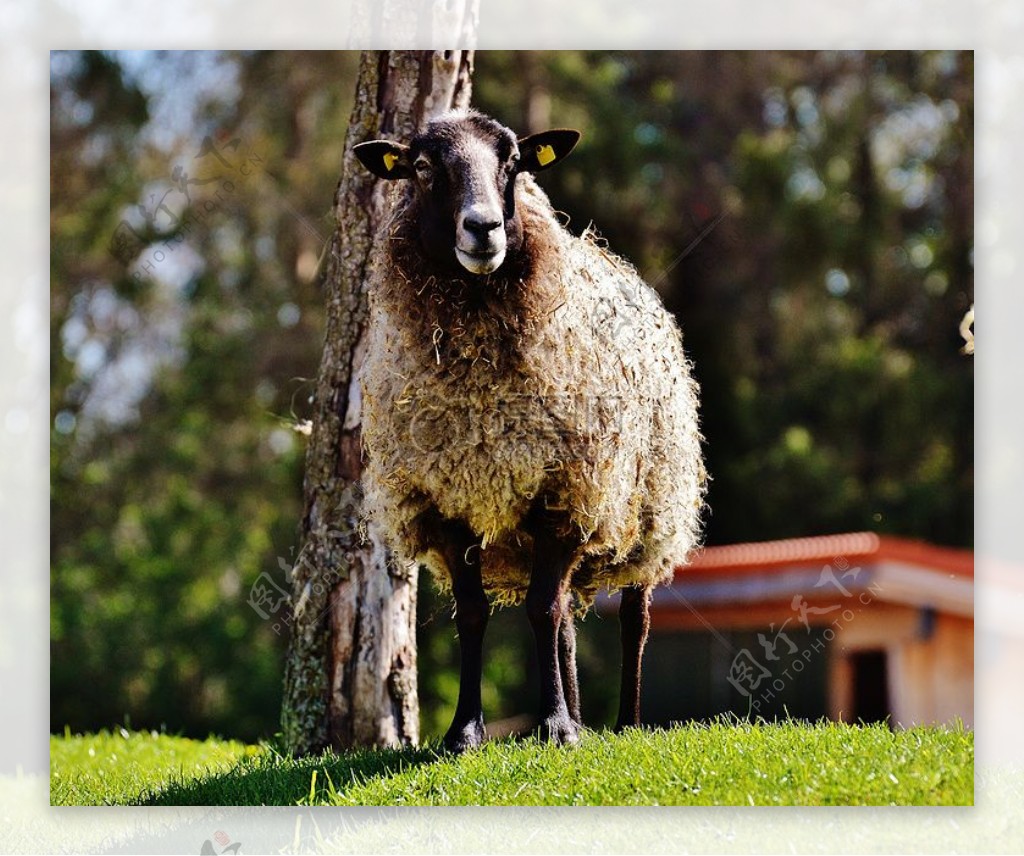 站在草坪上的绵羊