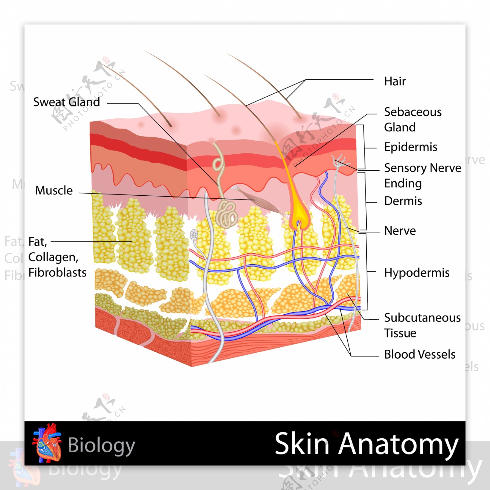 皮肤剖视图设计图片