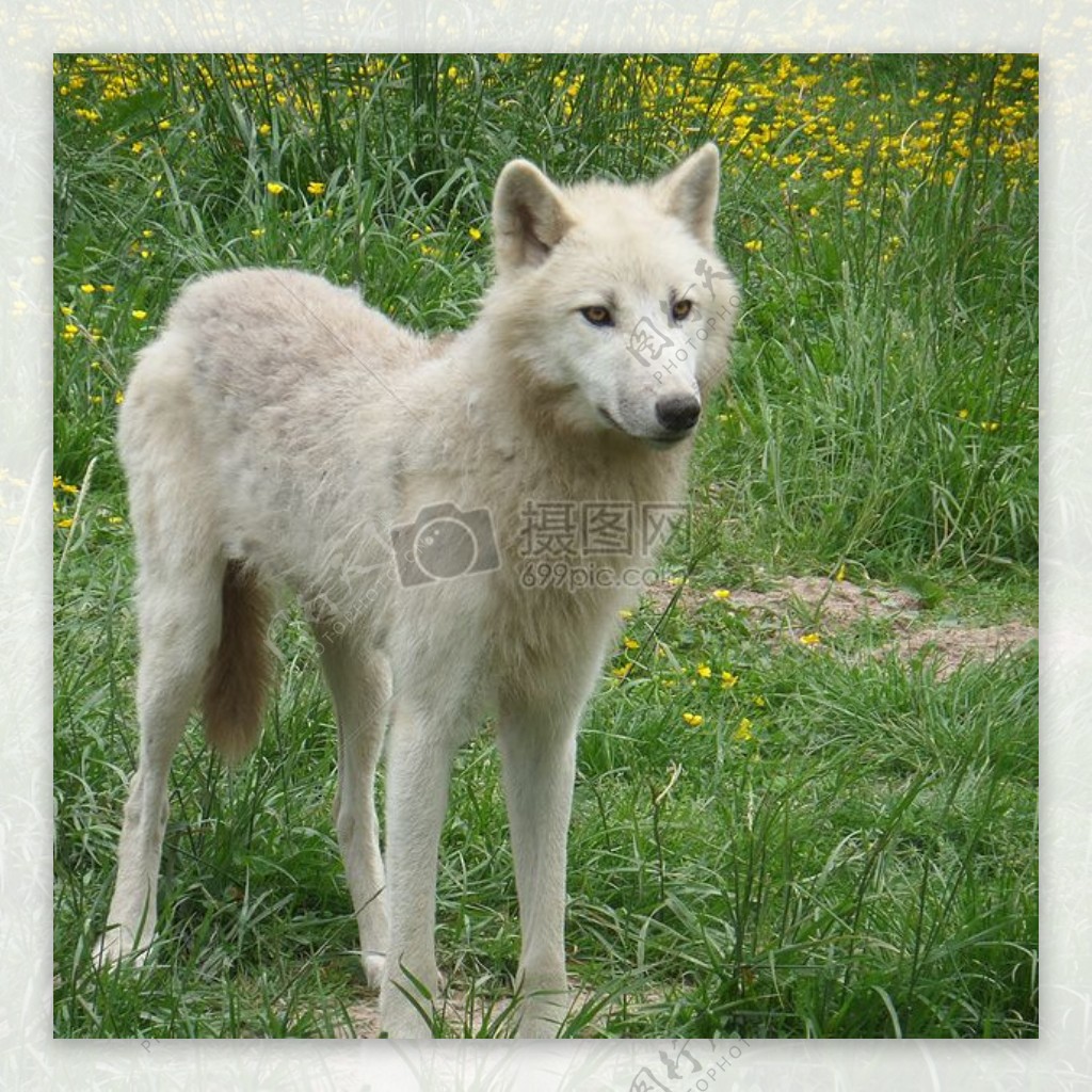 草地上的白狼