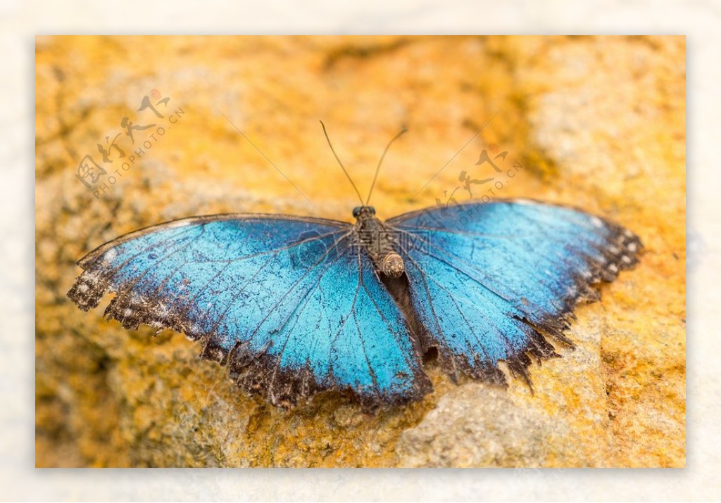 岩石上的蓝色蝴蝶