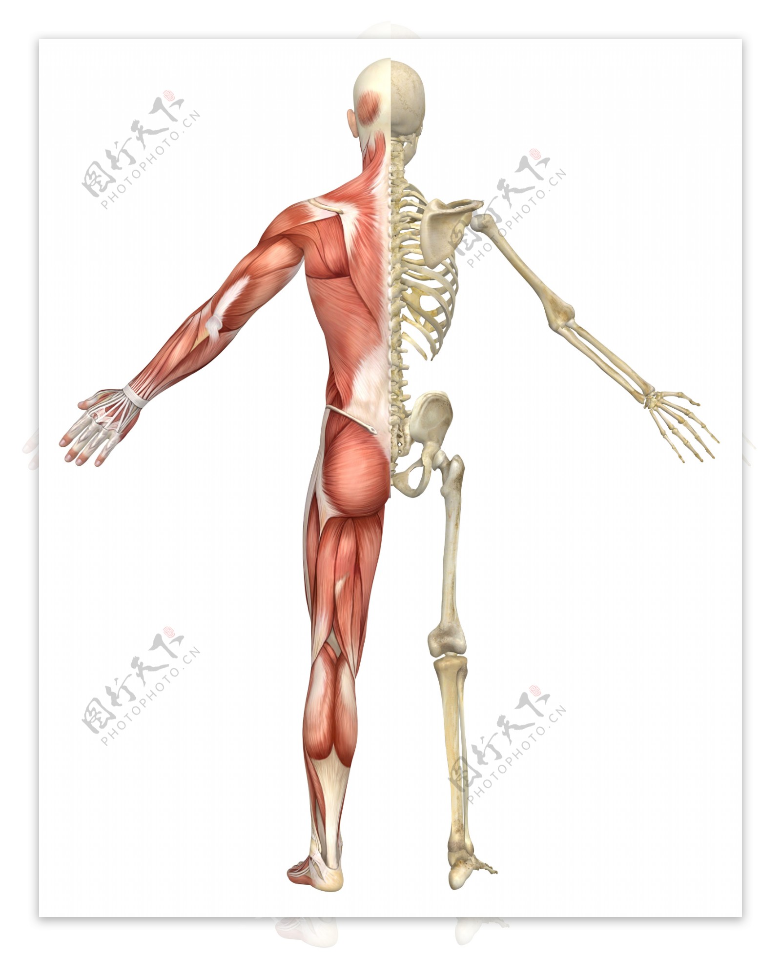 人体背面骨骼图片