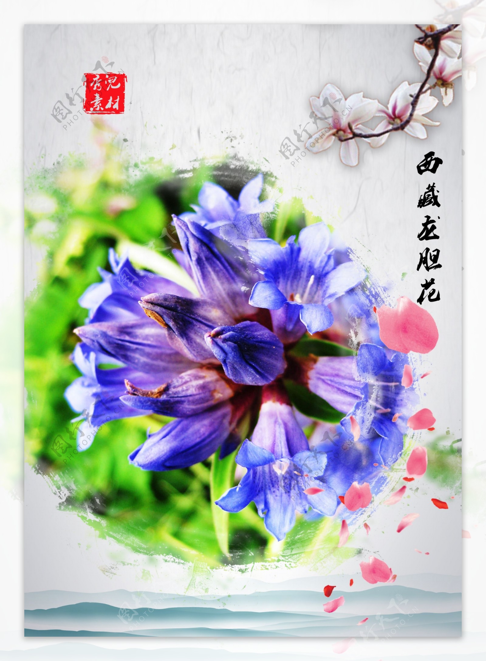 西藏龙胆花