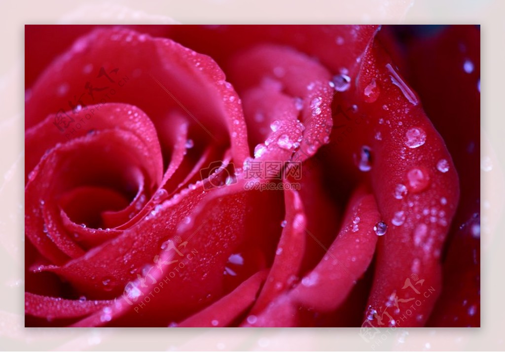 红彤彤的玫瑰花