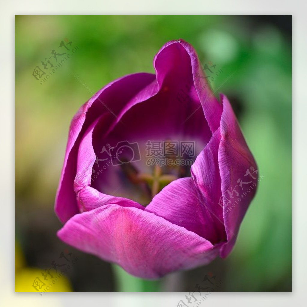 鲜花紫色花园花瓣花卉植物特写花卉郁金香