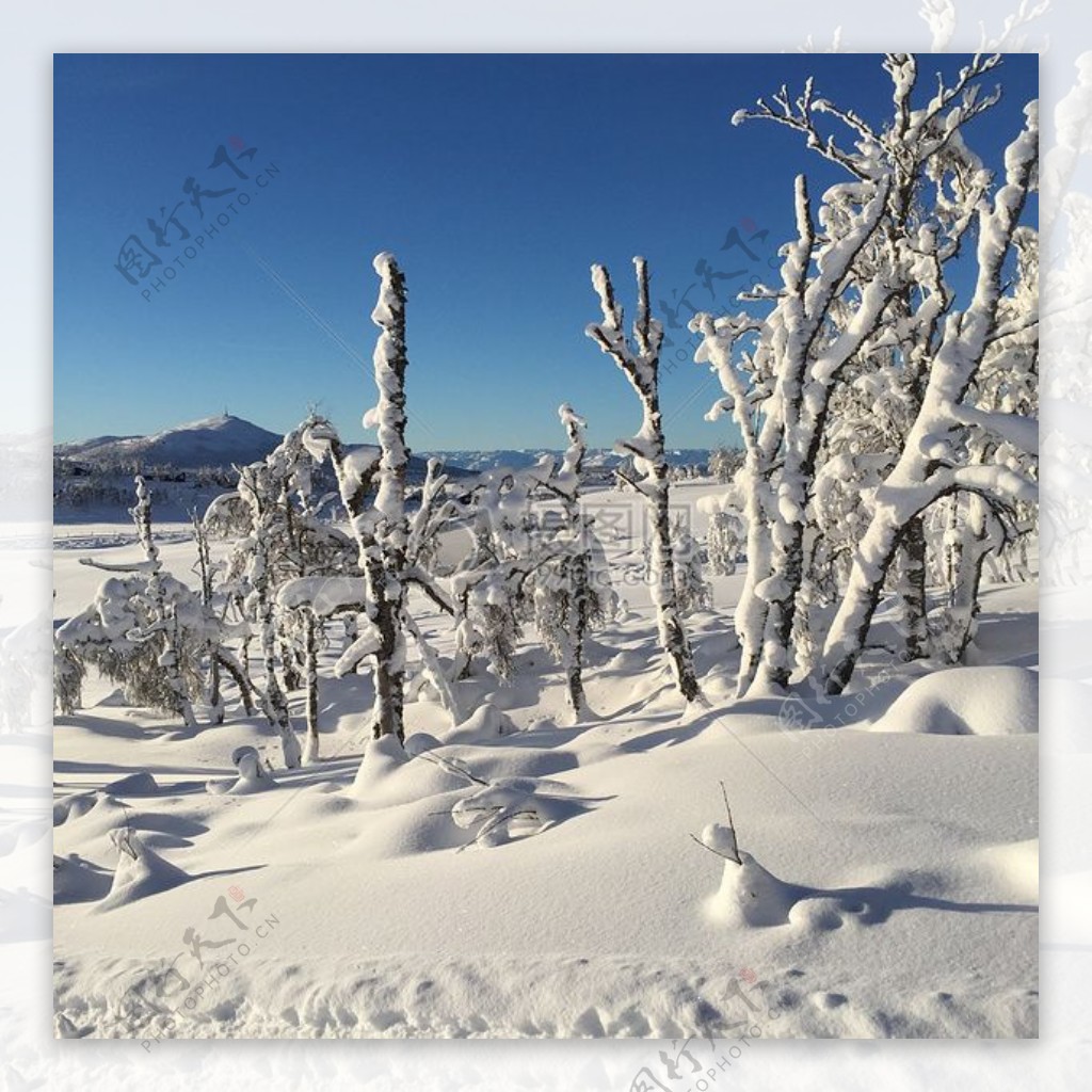 积雪覆盖的树枝