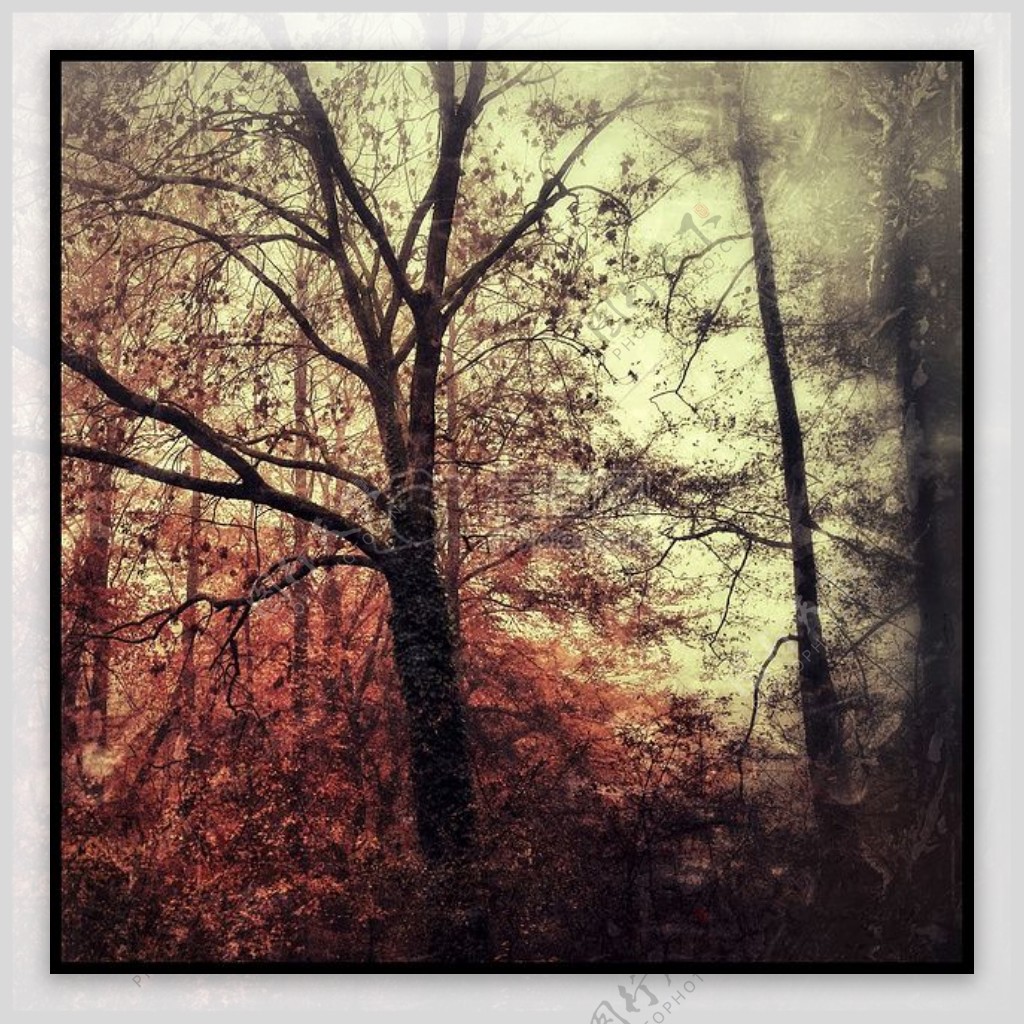 秋天的大森林