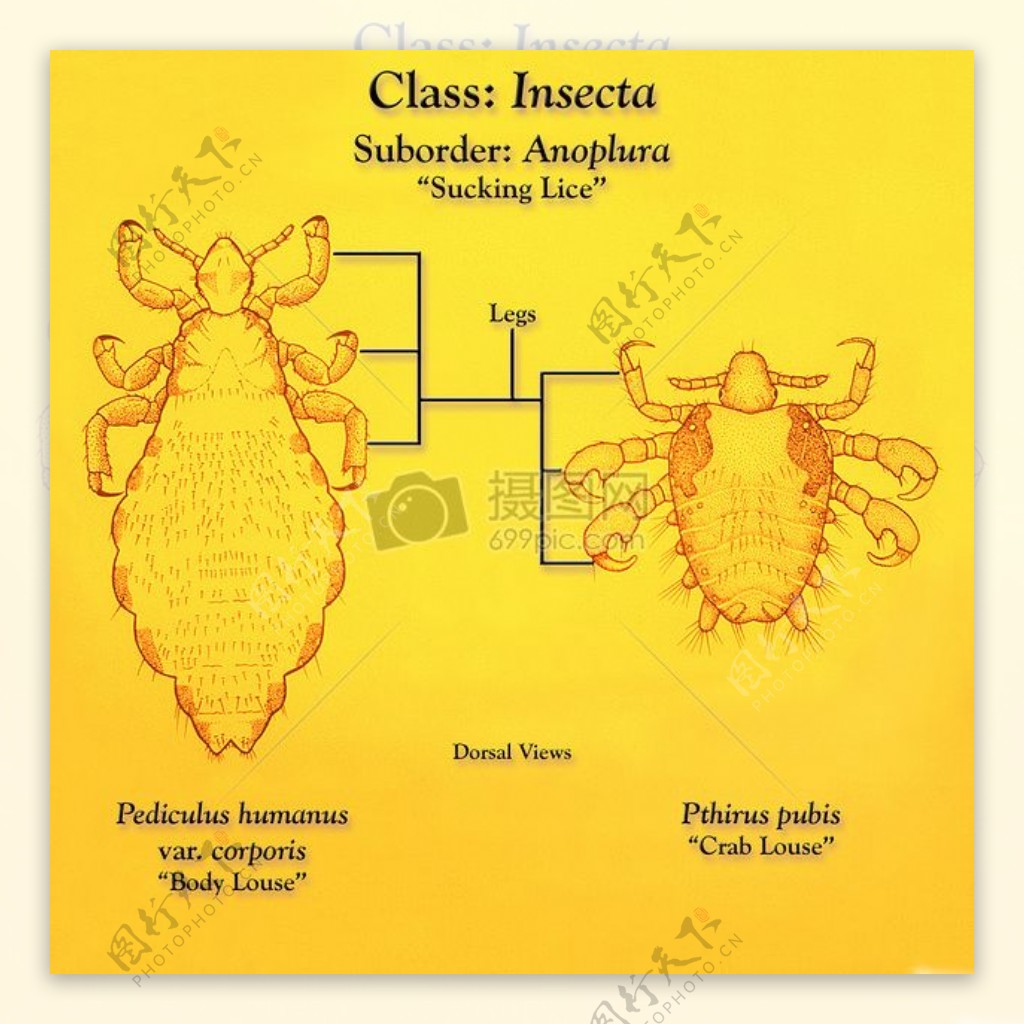 此图描绘了体虱pediculus的humanusVAR的背视图股癣LT以及阴虱