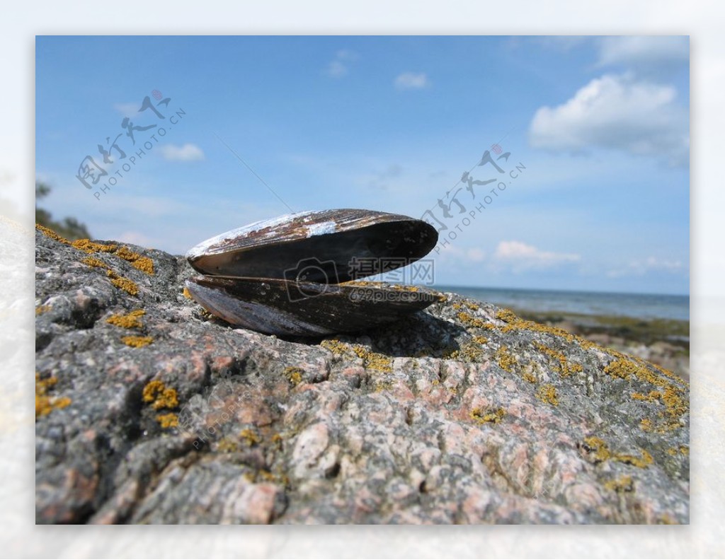 岩石上的贝壳