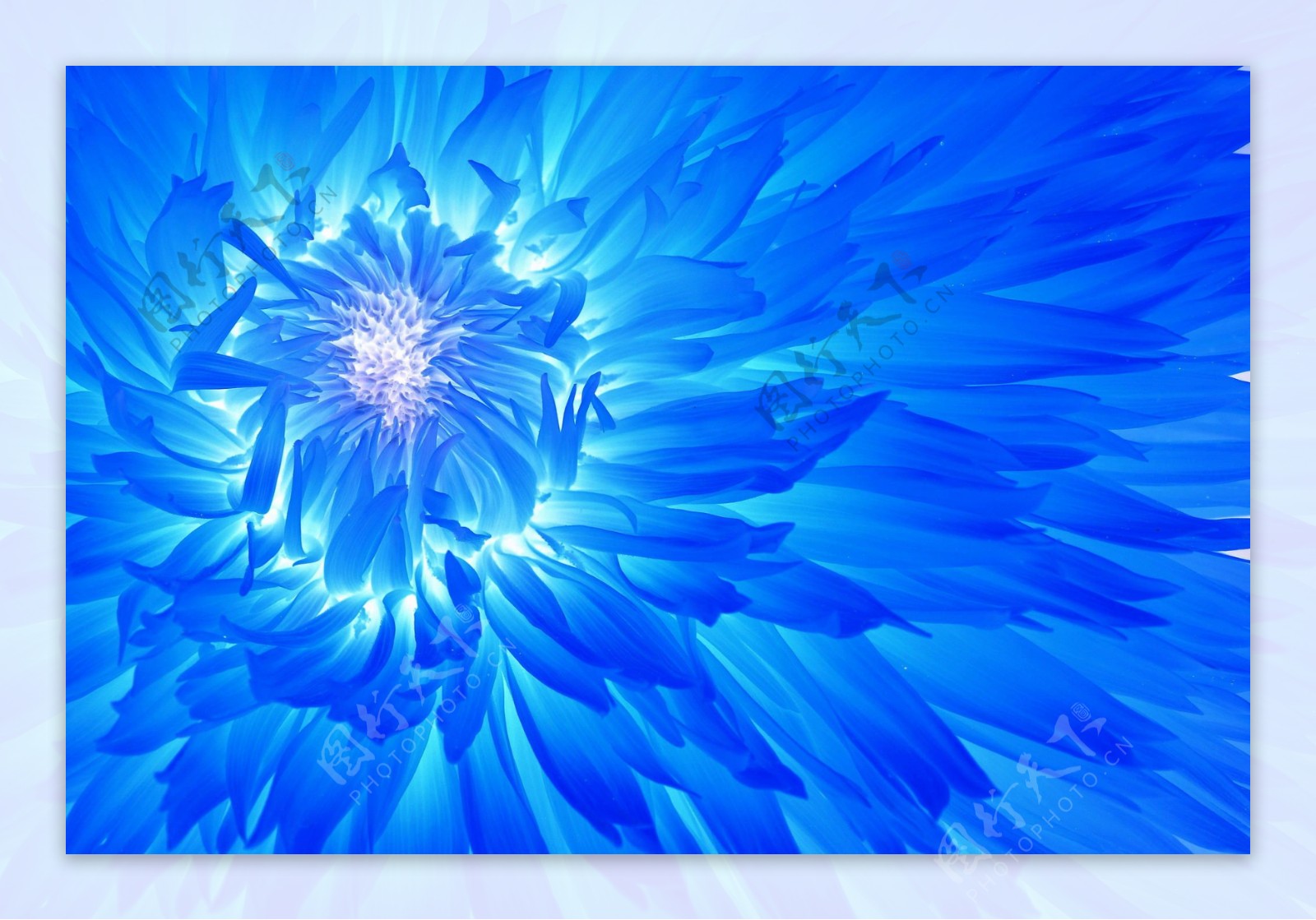 蓝色花卉元素背景