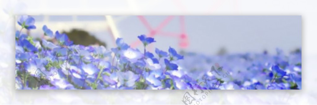 蓝色小花背景