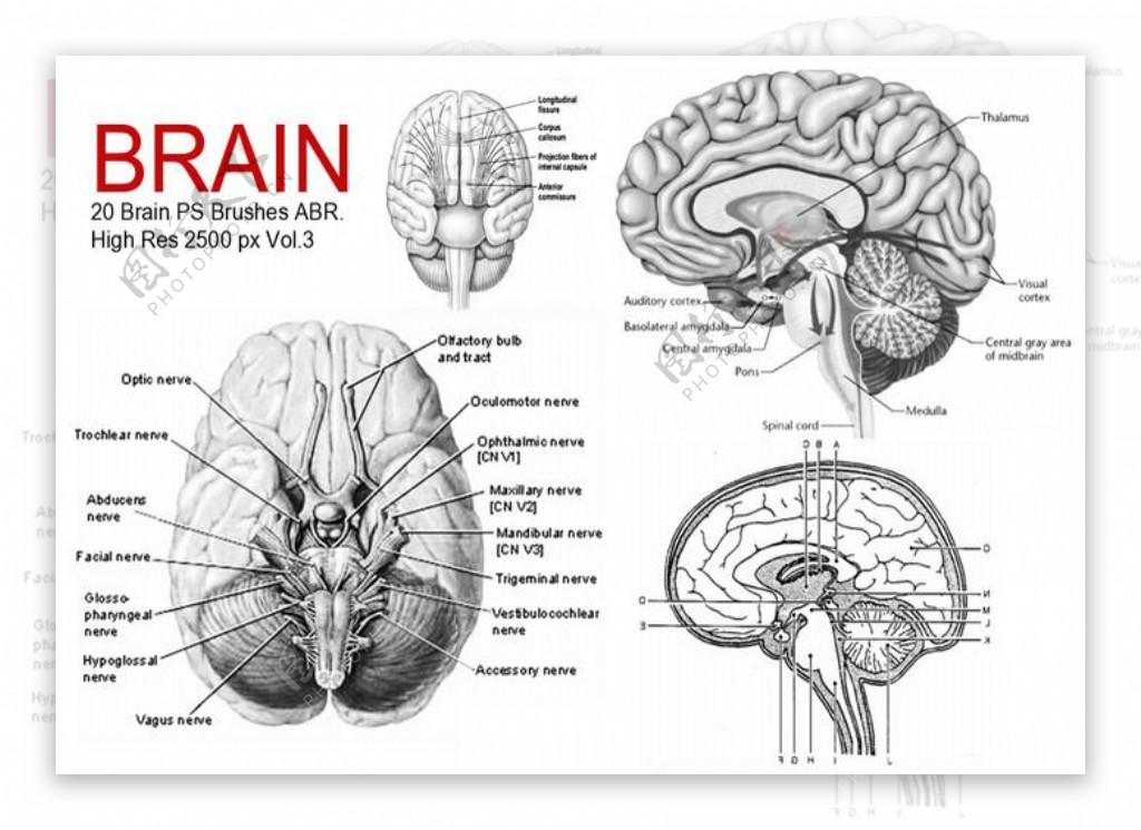 20种人体大脑大脑解剖图PS医学笔刷下载