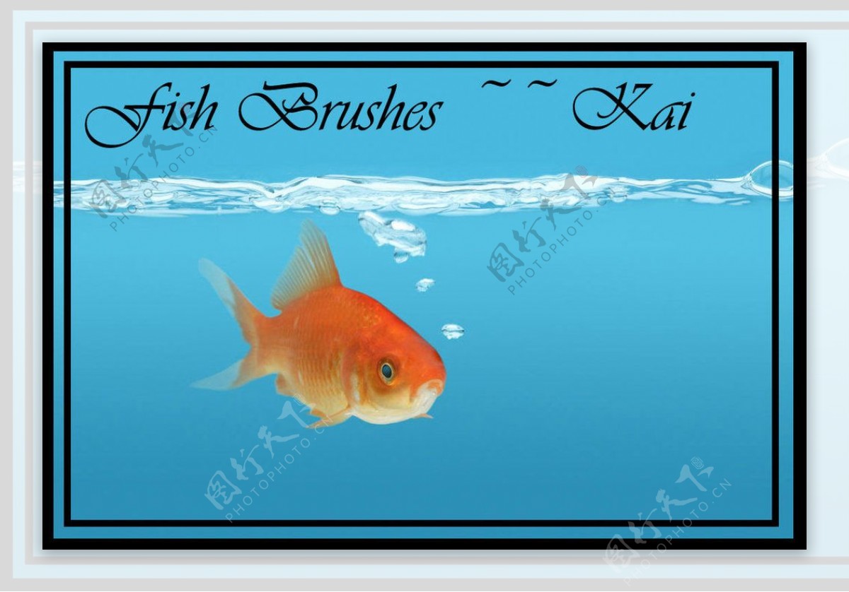 真实的金鱼缸里的金鱼Photoshop笔刷