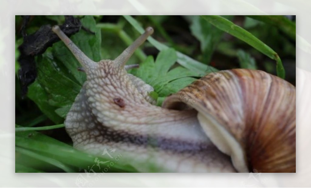 蜗牛植物视频素材