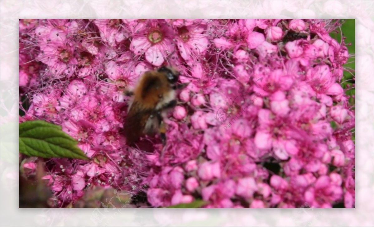 蜜蜂花朵采蜜视频