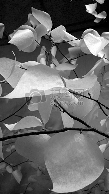 艺术树叶树纸