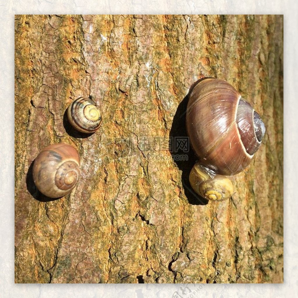 树上的蜗牛群
