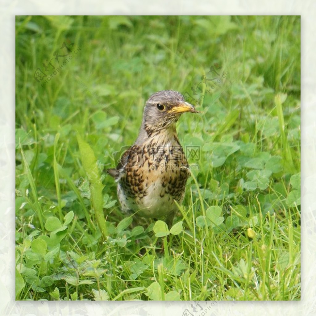 Fieldfare