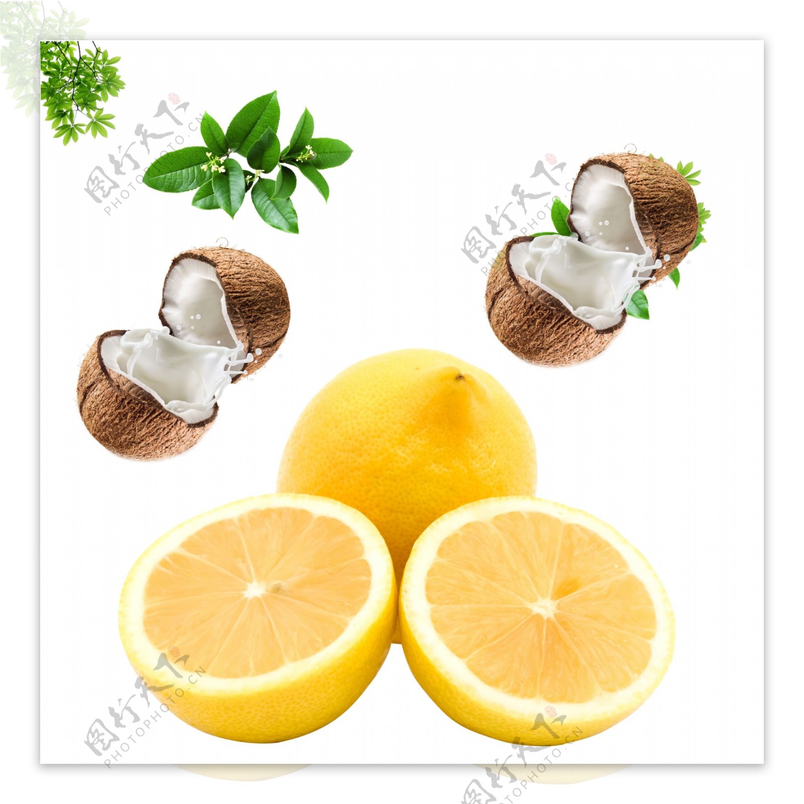 柠檬椰子