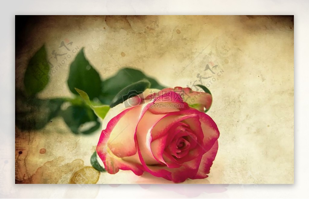 爱情盛开的玫瑰花