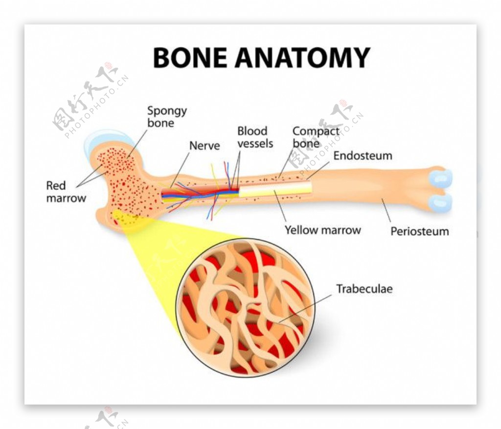骨骼剖面图图片