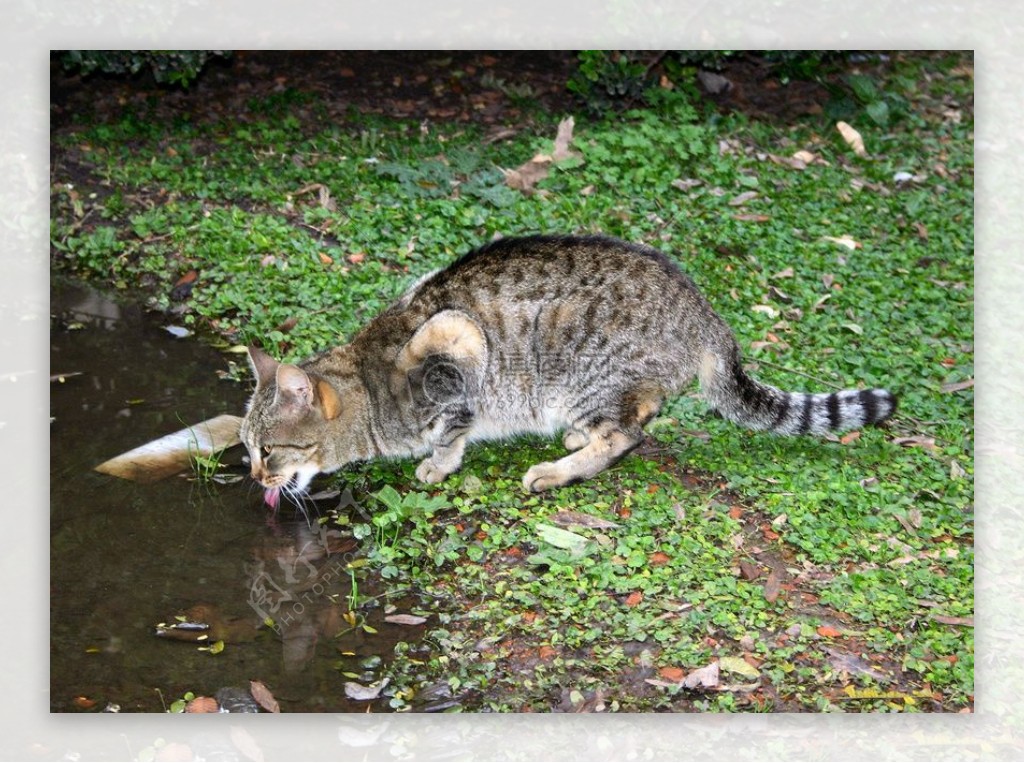 水边喝水的小猫