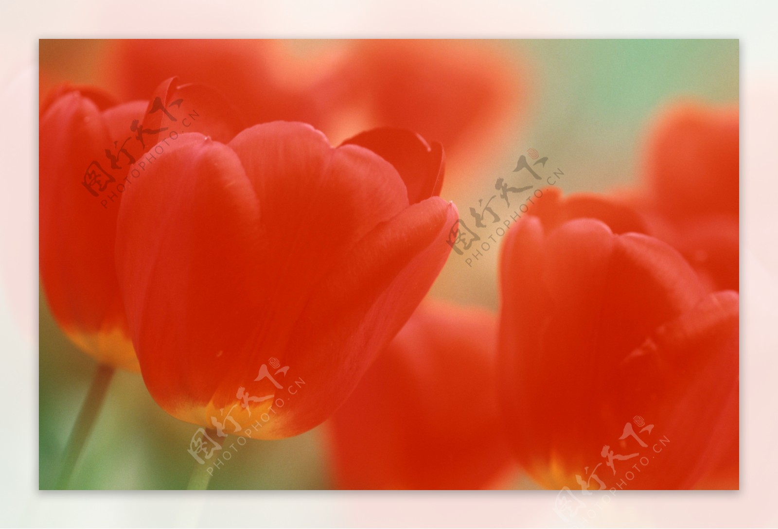 郁金香花朵摄影图片