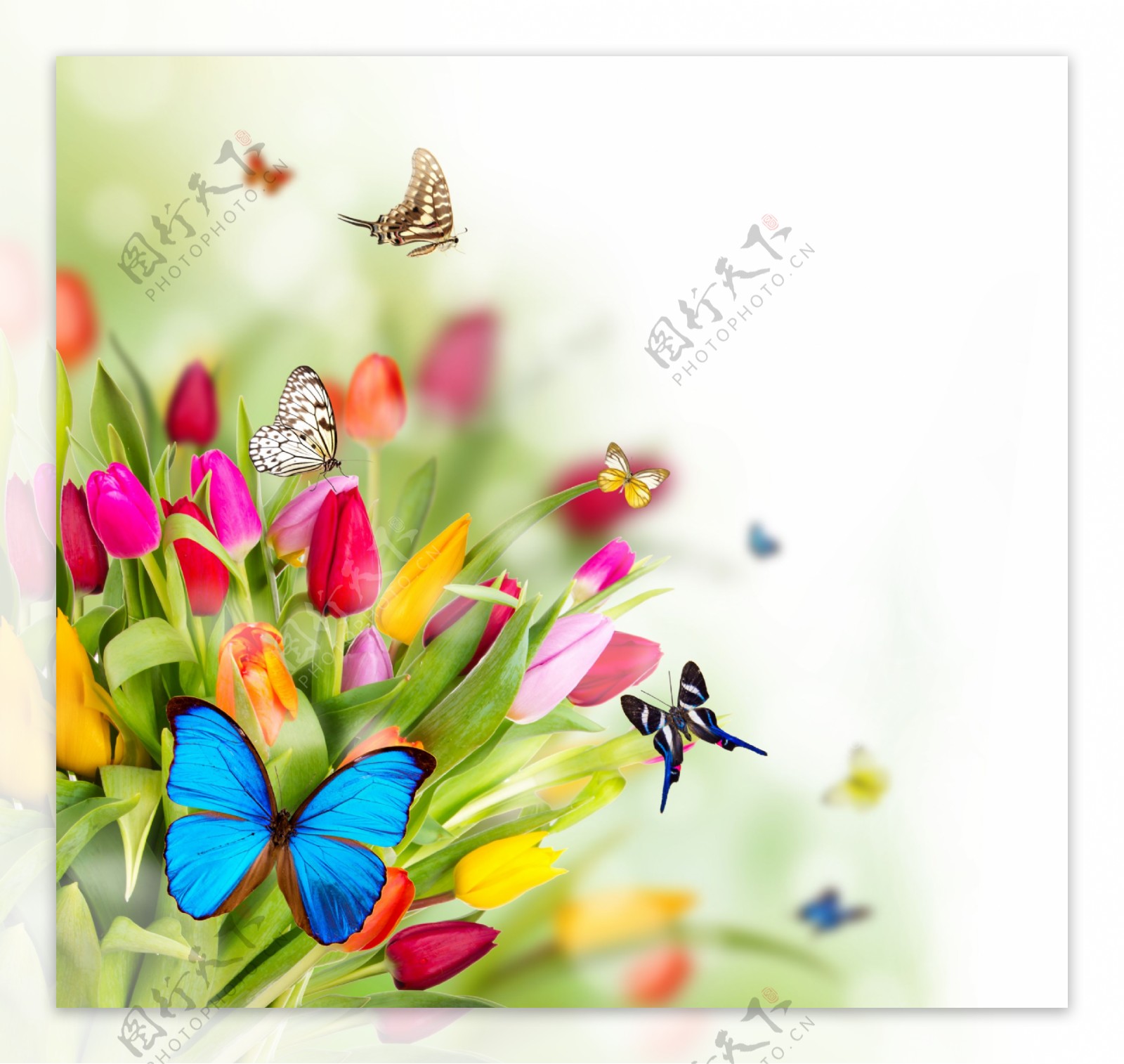蝴蝶和郁金香图片