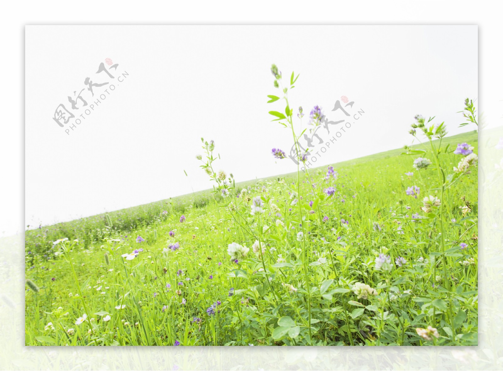 草地与野花自然图片