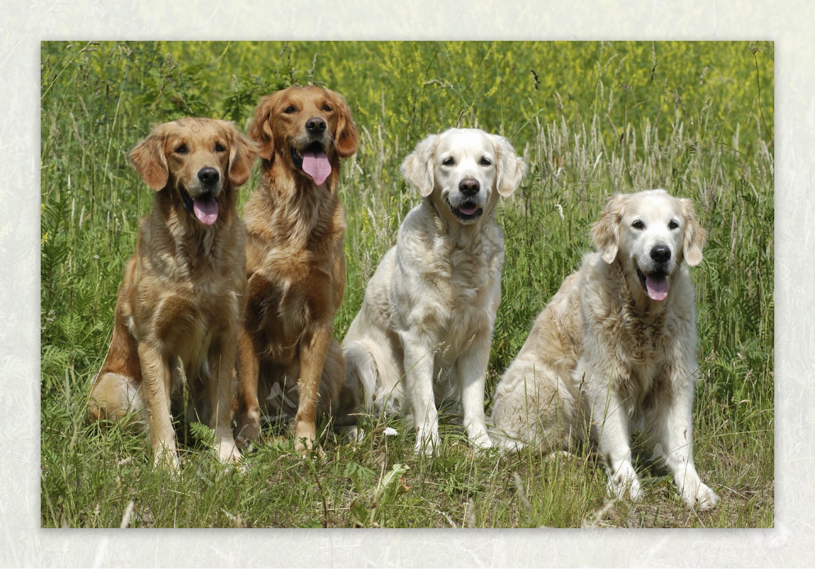 立在草地上的四只宠物狗图片