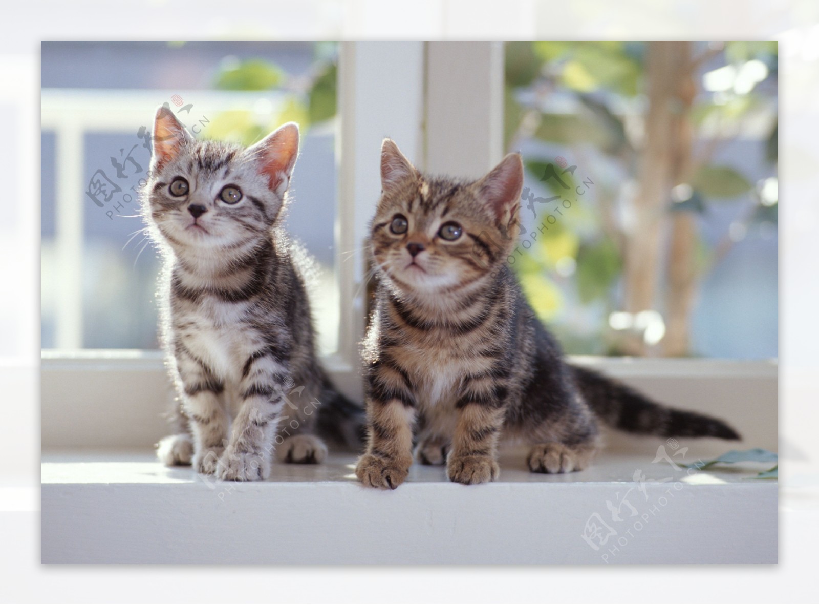 窗台上的两只花猫图片