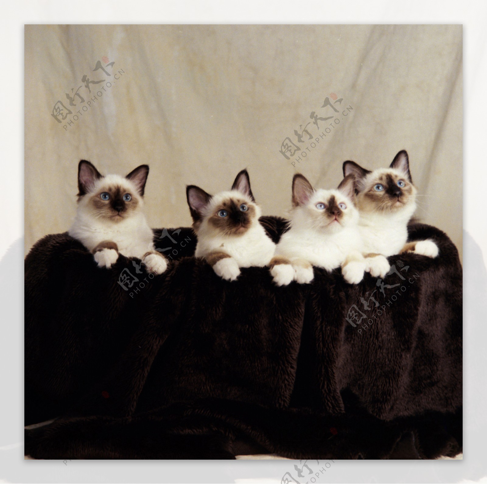 可爱的四只小猫咪图片