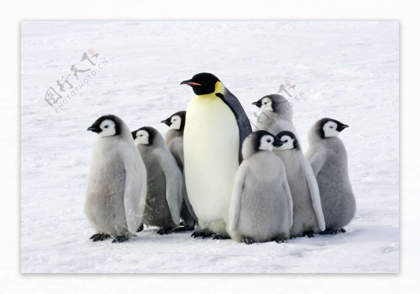 雪地上的企鹅图片