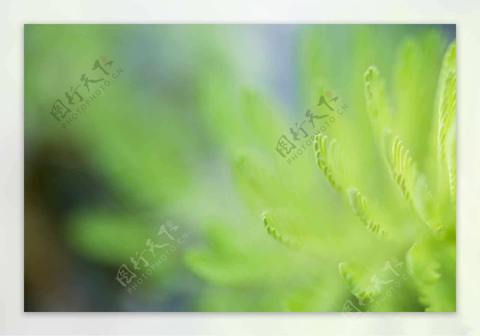 高清植物摄影图片