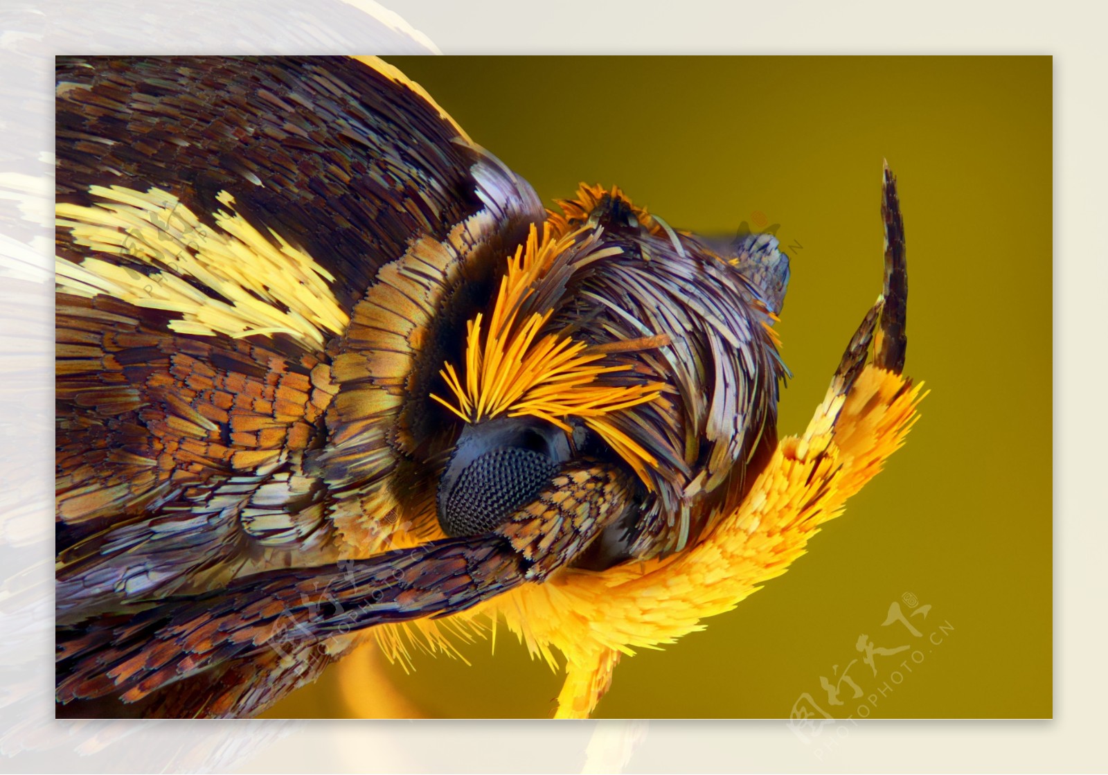 蜜蜂类昆虫微距图片