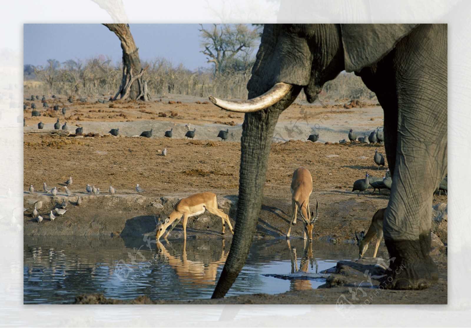 大象高清写真图片鹿图片