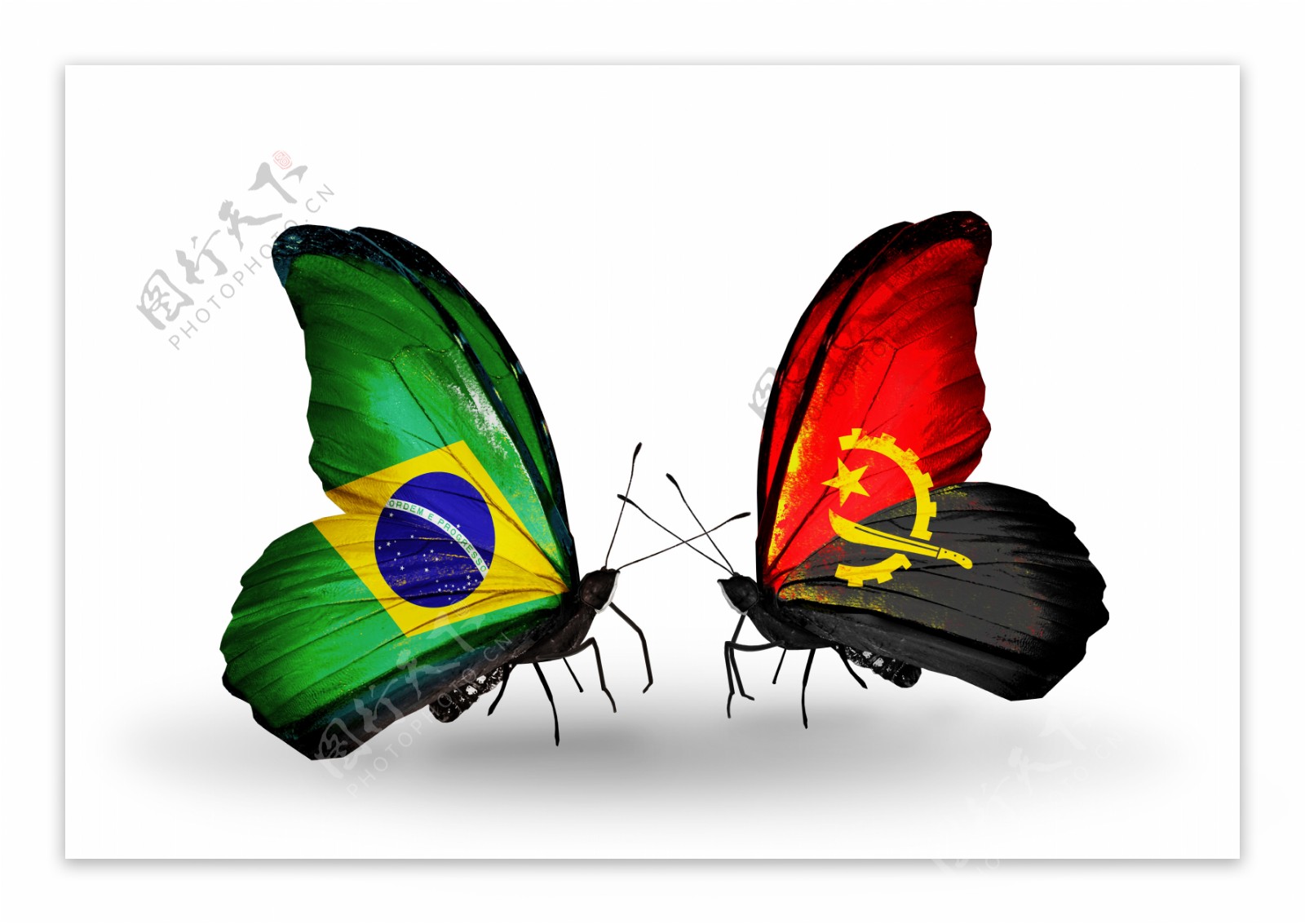 巴西与安哥拉花朵国旗图片