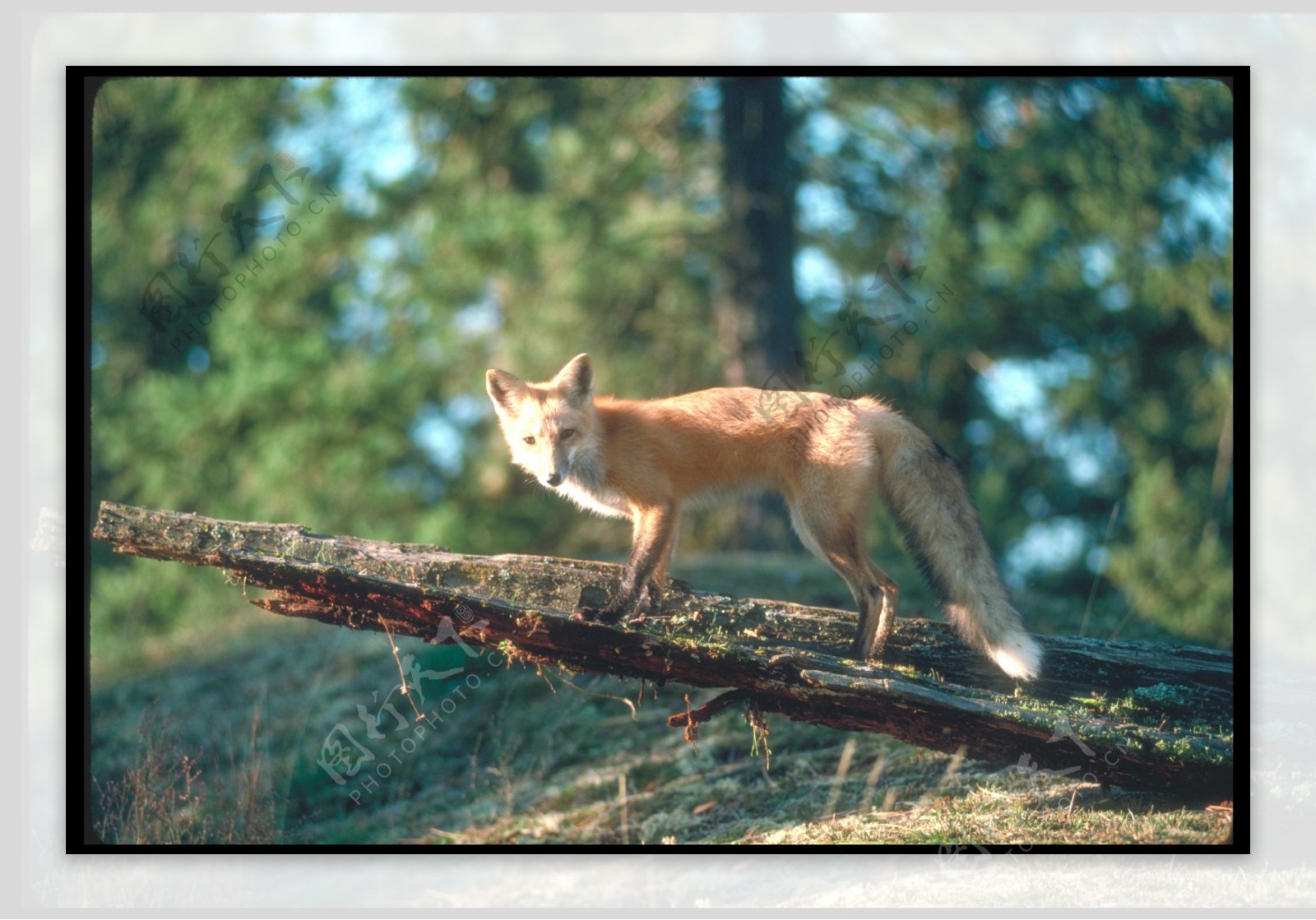 树林里的狐狸图片